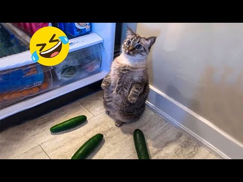 New Funniest Dogs and Cats Videos😀 - Funny Animal Videos 2023😂#2