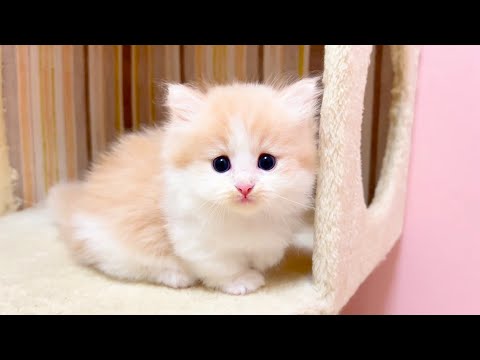 【マンチカンの子猫】クリームちゃんの可愛い仕草を観察してみた件 ～猫のいる生活Vol.1027～出産動画 マンチカン短足・ミヌエット・ペルシャ猫専門ブリーダー『ペット蔵人』【子猫の成長記録】