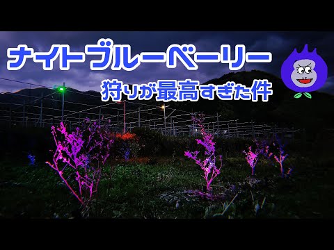 ナイトブルーベリー狩りのやり方~night blueberry~