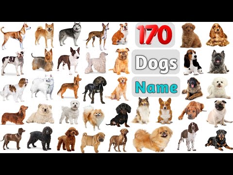 Dogs Name ll 170 Dog Breeds Name in English With Pictures ll Dogs Vocabulary ll All dogs