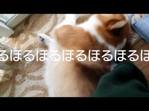 犬がほるほる♪