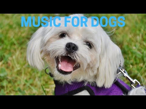 5 HOURS of Music For Dogs: Calming TV Entertainment Reduce Separation Anxiety & Boredom