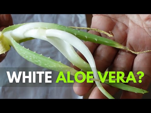 How To Plant Aloe vera You Receive from the Mail