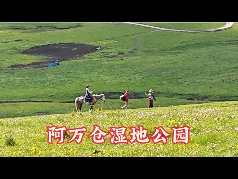 阿万仓湿地公园  甘南行最美的风景 2024.6.24