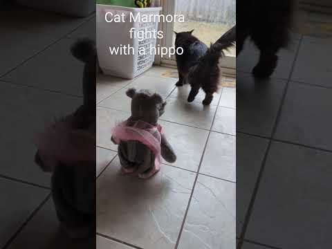 The cat Marmora fights a hippo @GabieCocoMarmora