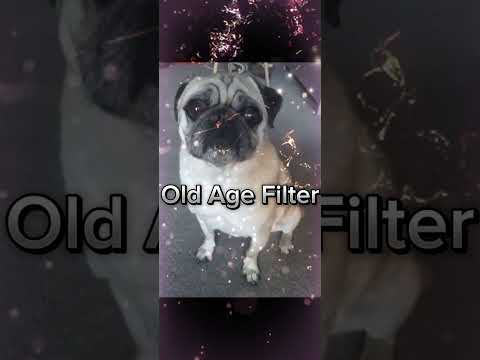 old age filter on pet pug, true love, for the love of pugs pet lover