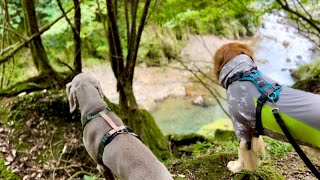 愛犬2頭と初登山。ゴールデンレトリバーとワイマラナーの子犬