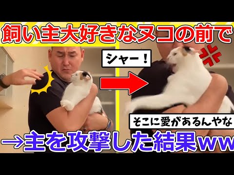 【2ch動物スレ】飼い主大好きなネッコの前で主を攻撃した結果→シャーで威嚇する姿が愛おしいww