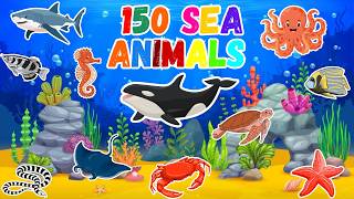 150 Sea Animals Name | Learn Aquatic animals names and Video | Ocean Animals | English Vocabulary