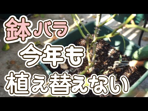 【鉢バラ】今年も植え替えない🌹一部のバラは鉢増ししました