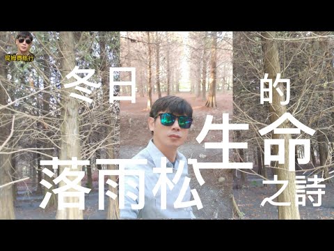 提姆微旅行 | 冬日落雨松的生命之詩 | 讚嘆生命的美好 | 雖有困境 但終究會過去 | 詩的意境之美