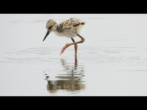 屏東縣的高蹺鴴Himantopus himantopus  （2024 05 14）