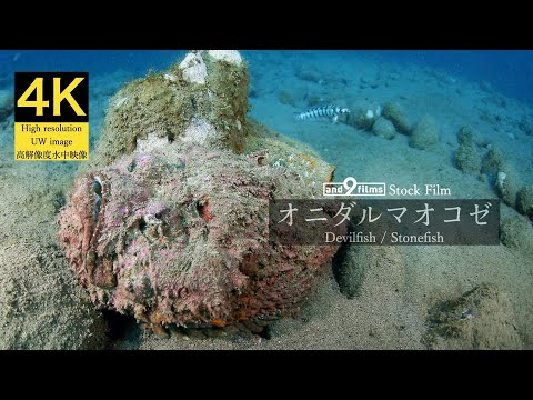 【4K 水中映像】オニダルマオコゼ / Devilfish / Stonefish / Synanceia verrucosa