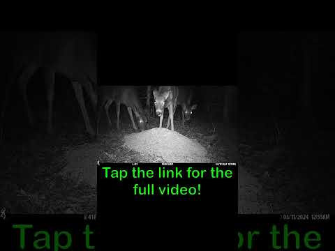 Midnight Munchies! Deer Family Caught on Camera eating Oats! #wildlife #trailcam #theoutdoortheater