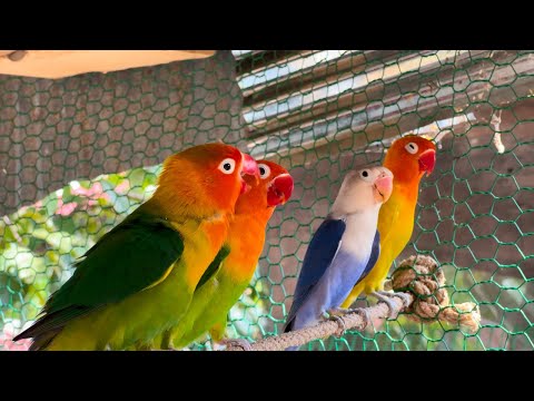 Smart lovebird Parrot | Smart Little Cute Parrot #lovebird #cute #parrot