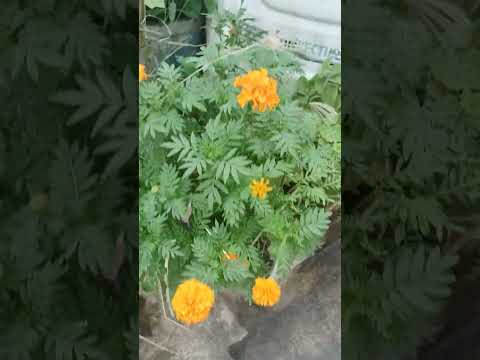 Marigold 😍 🌳🌲#marigoldplant #marigold #youtubeshorts #trending #shortvideo #short