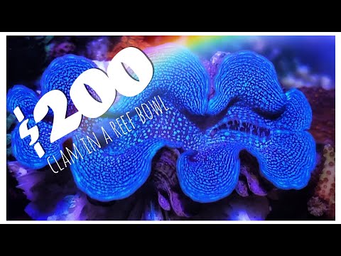 Expensive Clam in a Reef Bowl! - SPS Reef Bowl May Update 2020