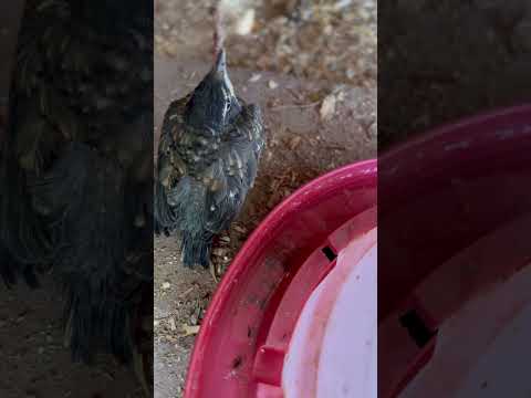 Helping baby bird struggling to fly - Part 2 #urbanfarm #cuteanimals #babybird #shorts #shortsvideo