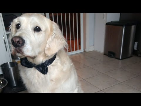 Golden Retriever and cat