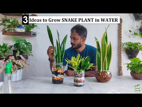 3 Easy Ideas for Successfully Growing Snake Plant in Water//GREEN DECOR