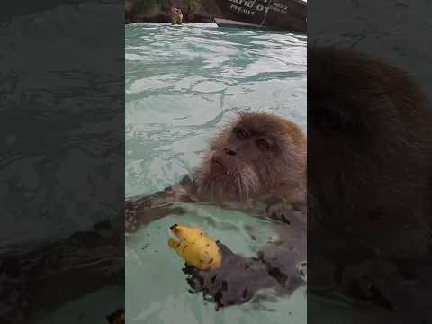 Monkeys Swimming at the Beach