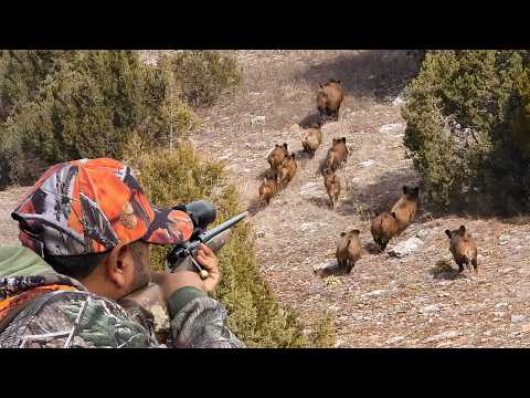 20 Amazing Wild Boar Hunts in 12 Minutes! (Breathtaking Moments, HOG Invasion!) #hunting #wildboar