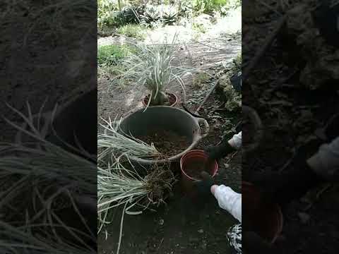 How to propagate Ribbon grass very easy / #shorts