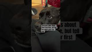 #youtube #shorts #videos #dogs #viralvideo #video #viral #youtuber #fyp #dogmom #feed dogs