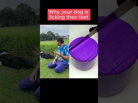 why your dog's licking it's feet - DR EVAN 🤯