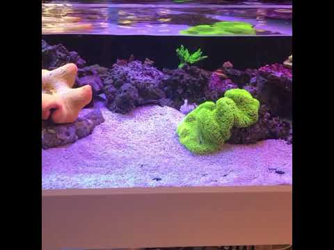 My anemone lagoon