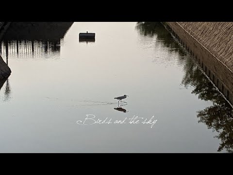 川沿いの鳥たちや空の様子 Birds and the sky