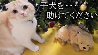 事故が起きて子犬が巻き込まれ大変なことに...