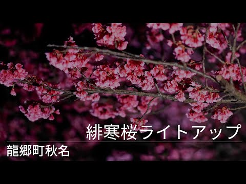 龍郷町秋名の「緋寒桜ライトアップ」