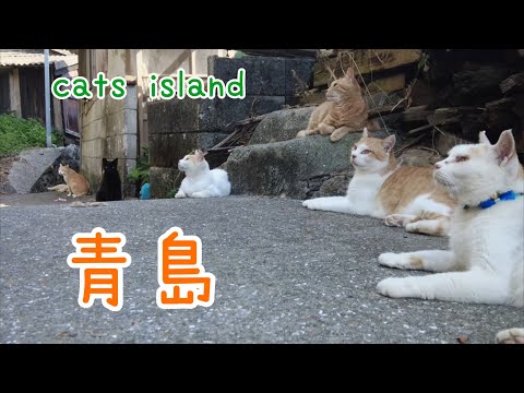 夕飯待機中Waiting for dinner【青島】【夏休み2024】【猫島巡り】