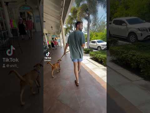 walking a dog in Turks & Caicos