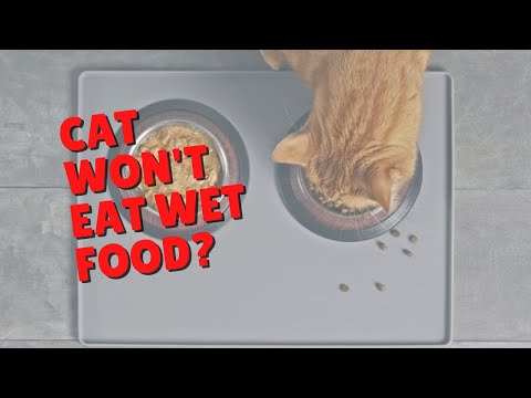 Cats That Refuse To Eat Wet Food | Two Crazy Cat Ladies #shorts