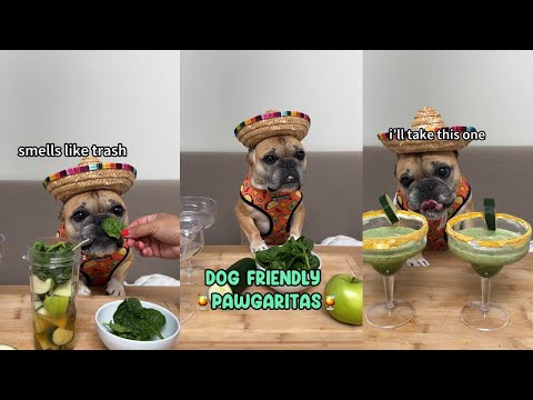 Dog Friendly Pawgaritas!