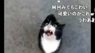 怒ってた猫が急に話しかけて来たけど、ネコ語だからわからない、コメ付