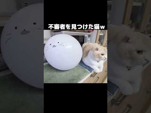 突然家に不審者がいたら猫がこうなった...笑#shots