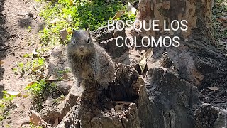 BOSQUE  LOS COLOMOS