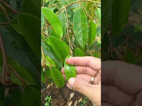 Aphids on Durian