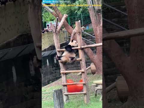 渝爱0失误完美落地 Chongqing Ai made a perfect landing with 0 mistakes #panda #cute #funny #giantpanda