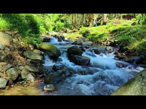 Soft and Gentle Sound of Streams and Birdsong for Insomnia, Deep sleep, Relaxation