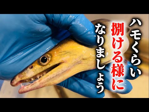 【魚屋の技】簡単にハモを捌く方法から骨切りまで全てお見せ致します。