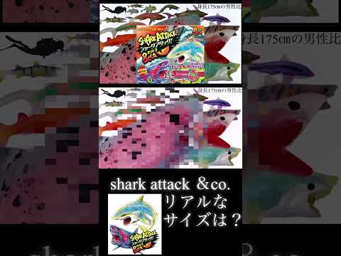 シャークアタック＆コーのリアルなサイズ感【shark attack ＆co.】1