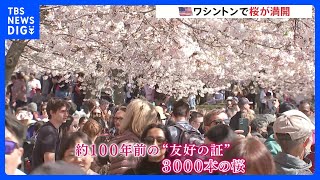 【お花見】米ワシントン 日米友好の証・3000本の桜が満開に　春の陽気のなか花見客でにぎわう｜TBS NEWS DIG