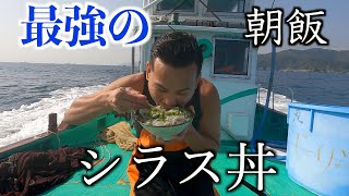 【シラス丼】漁師も唸る！獲れたてのシラスで漁師飯！