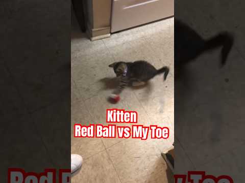 He said move your foot,Cute kitten #short #cute #kitten #kittenplaying