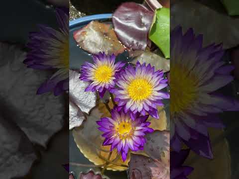 Nimithmai #malayalam #gardening #garden #trending #youtube