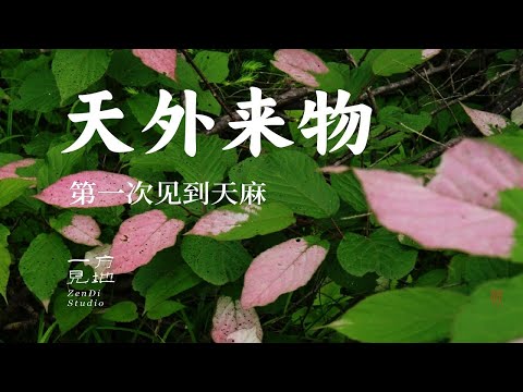 果然像天外来物，第一次见到野外天麻植株#一日一植物